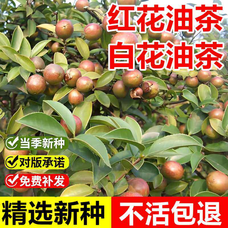 当年新采红花油茶种子白花油茶树种子茶子树山油茶春季播种茶油树