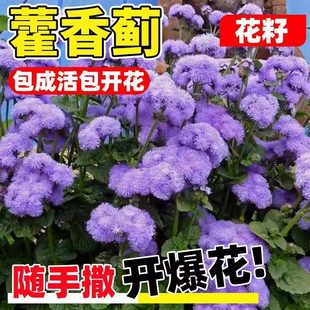 藿香蓟种子四季可播种防红蜘蛛防虫一枝香胜红霍香蓟种籽阳台盆栽