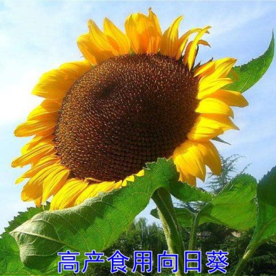向日葵种孑观赏切花食用葵花籽油葵文森特花种子盆栽室外易活花籽