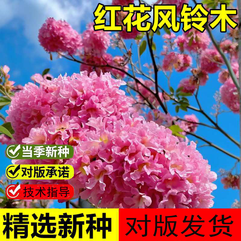 当年新采红花风铃木种子黄钟木绿化林木树种籽黄花风铃木风景树种