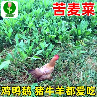 苦麦菜种籽大叶四季牧草苦麻菜马兔鱼喂猪鸡鸭鹅吃的草苦荬菜种子