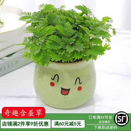 害羞草种子含羞草盆栽植物套餐阳台绿植花卉种子薄荷种籽四季易种