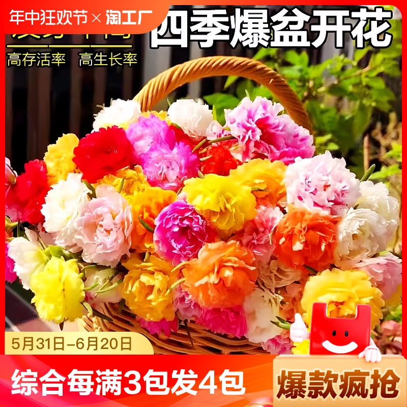 花种籽子四季播开薄荷向日