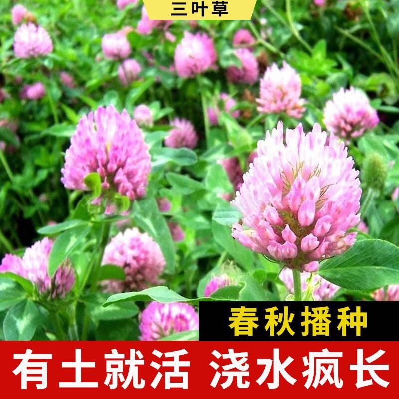 进口红白三草种子花籽四季青年BAB草坪果牧草籽多生叶易活园绿肥