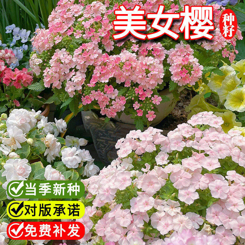 美女樱种子长花期四季花草五色梅种籽铺地锦马鞭草阳台可盆栽