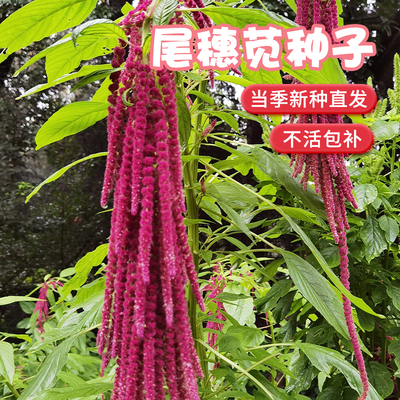 尾穗苋种子观赏花仙人谷籽