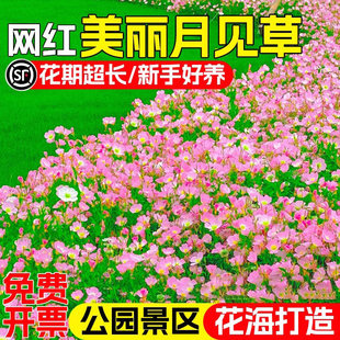 美丽月见草花种子四季播种开花易活花籽阳台花卉庭院室外花种籽子
