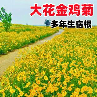 金鸡菊花籽多年生宿根矮生大花金鸡菊花种籽子四季易活单瓣重瓣