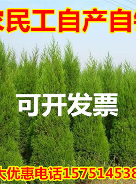塔柏树苗侧柏苗 龙柏苗四季常青松树蜀桧  柏树苗圆柏桧柏 宝塔松