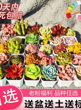 多肉植物室内带盆组合盆栽小绿植花卉玉露大颗好养易活的室内绿植