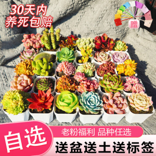 多肉植物室内带盆组合盆栽小绿植花卉玉露大颗好养易活的室内绿植