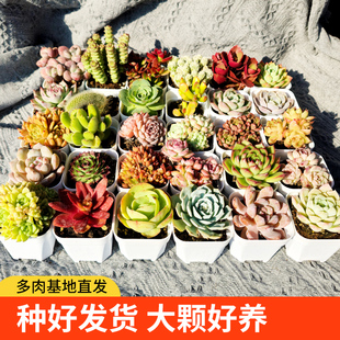 种好发货多肉植物套餐组合盆栽室内阳台绿植花卉好养活桌面小盆栽