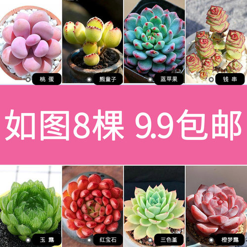 固定品种多肉植物花卉栽好发货