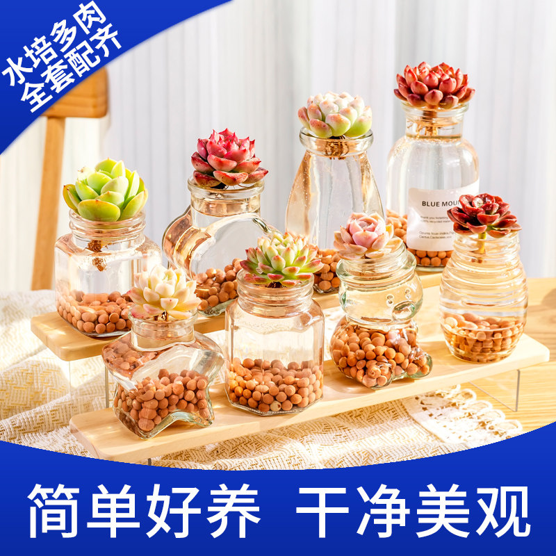 水培多肉植物新手好养送陶粒标签图片