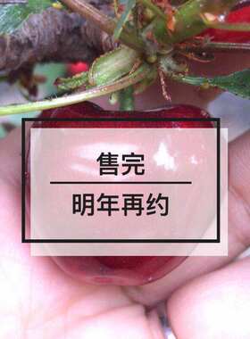 5斤甜新鲜沙蜜托美早大樱桃顺丰