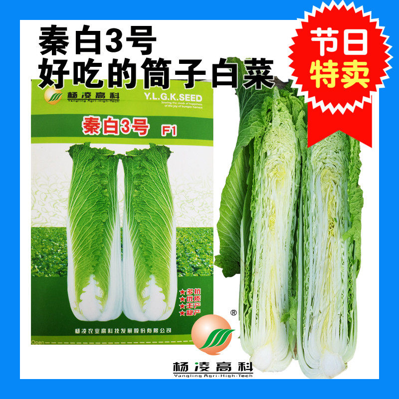 杨凌高科大白菜种子筒子白菜泡菜白菜经典瓶中秦白3号f1