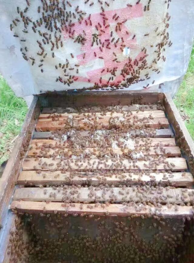 Bee Swarm honeybee living thing Chinese bee high quality Double color Bumblebee Abain the Pet/Pet food and supplies , Other pets , Other pets  category - from Buy2taobao.com to provide professional Taobao agent buy service