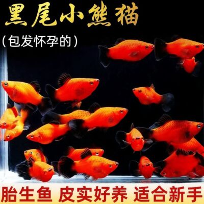 米奇月光胎生热带小型鱼玛丽观赏鱼孔雀鱼皮球热带鱼耐活好养新手