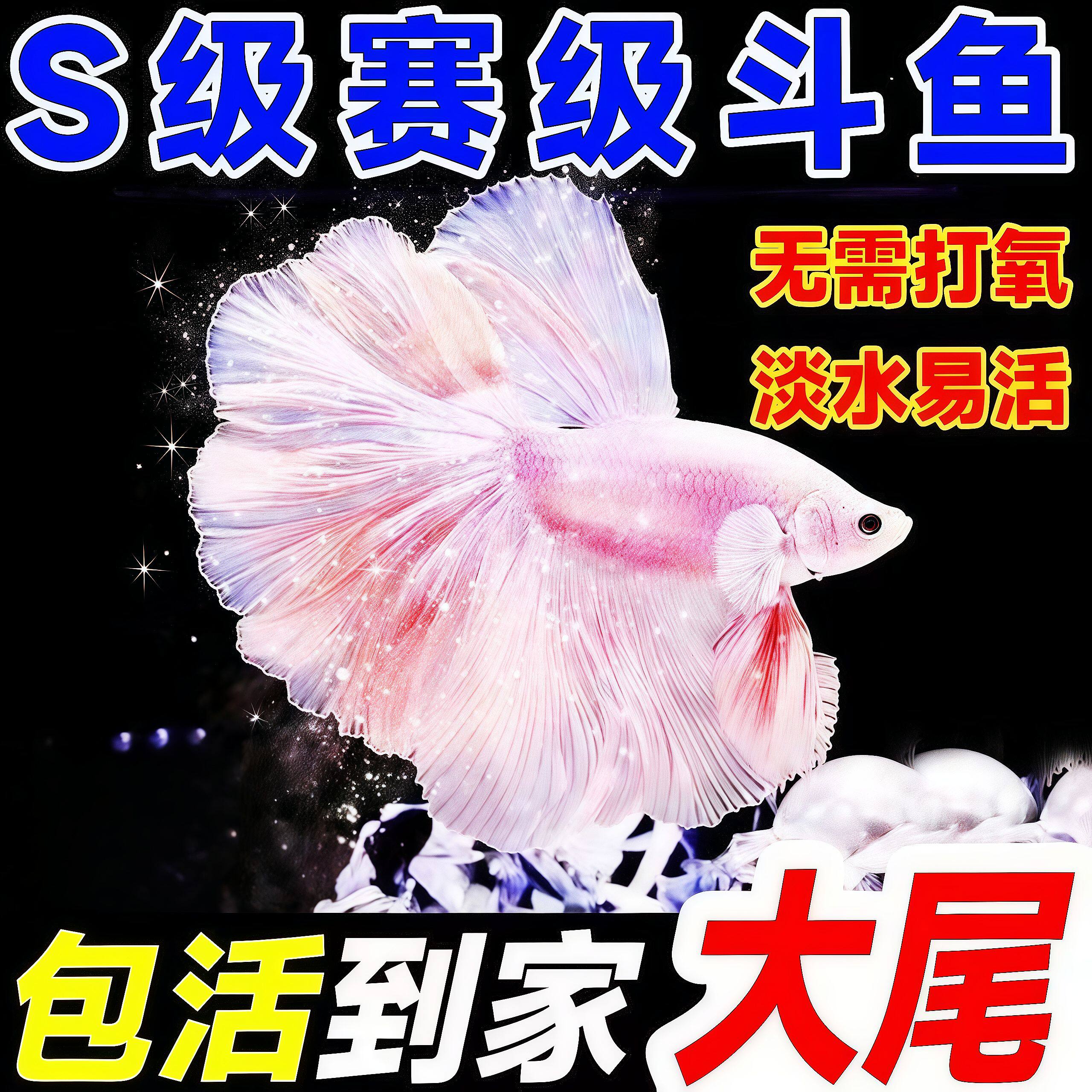 泰国斗鱼婚纱超大半月纯白仙女活鱼好养观赏鱼桌面宠物热带鱼耐活