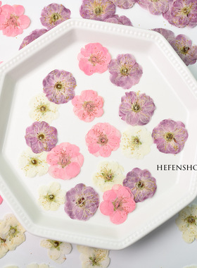 梅花真花压花植物标本平面花相框手工diy材料装饰滴胶杯垫封入物