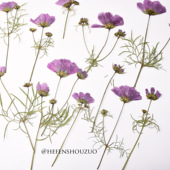 大尺寸侧压格桑花押花干花客厅装 饰材料幼儿园手工制作贴画书签