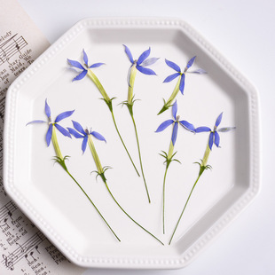 淡蓝色带枝星星花12朵装 少儿手工花朵书签材料真花滴胶杯垫diy