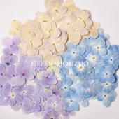 包邮 河粉手作原色绣球真花特价 绣球干花双色滴胶DIY材料