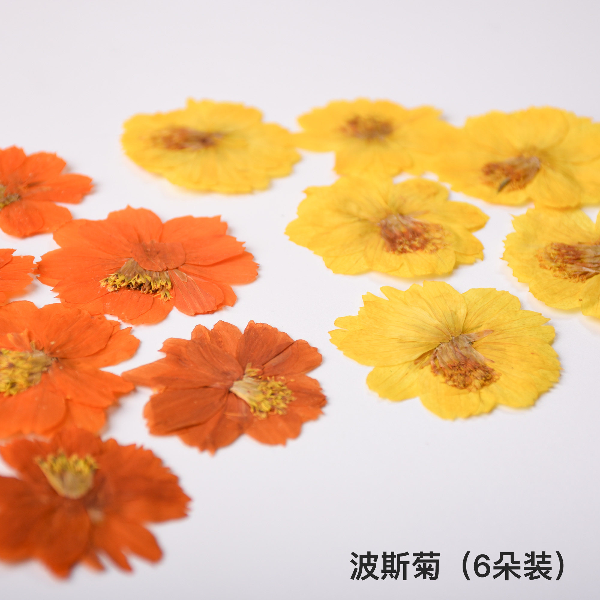 硫磺菊波斯菊双色干花押花压花手工滴胶手机壳相框真花花瓣