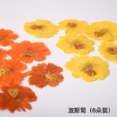 硫磺菊波斯菊双色干花押花压花手工滴胶手机壳相框真花花瓣