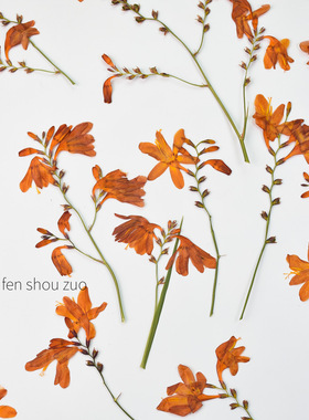 河粉手作真花火焰兰干花押花ins押花画材料diy手工滴胶杯垫封入物