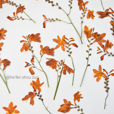 河粉手作真花干花押花
