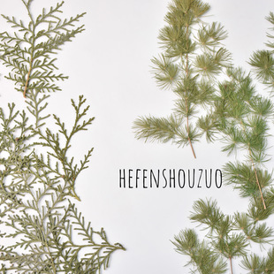 干树叶蓬莱松松针DIY拍照摆盘装饰点缀草叶子相框装饰画材料