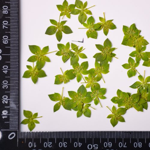 兔耳草黄金天然植物标本片装干花