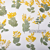 带枝金合欢树叶相框diy手机壳滴胶学生教学台灯饰品压花蜡烛材料