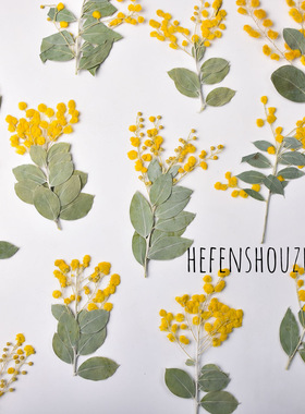 带枝金合欢树叶相框diy手机壳滴胶学生教学台灯饰品压花蜡烛材料