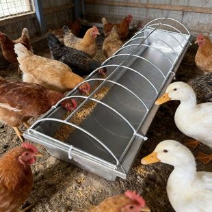 不锈钢喂鸡鸭鹅食槽料槽水槽加深吃食长方形喂料鸡食双面采食金属