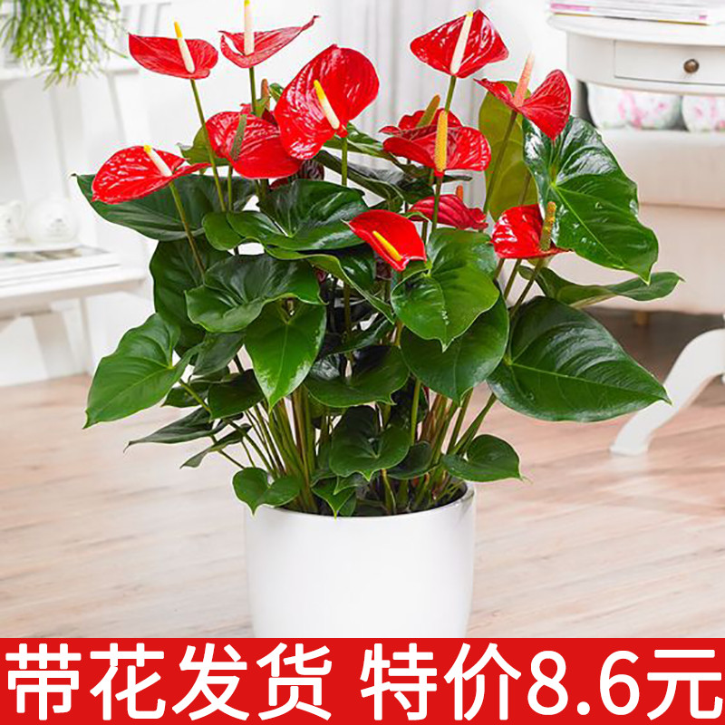 红掌白掌盆栽水培植物室内花卉好养一帆风顺大盆绿植鸿运当头花苗
