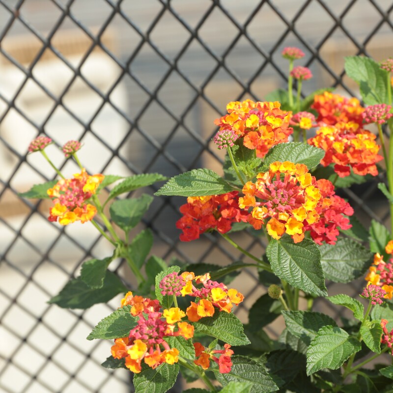 五色梅彩花四季盆栽老桩大苗马缨丹耐寒热好养植物多年生花卉绿植