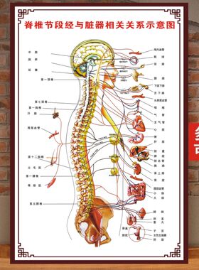 人体脊柱节段神经与脏器相关示意图分布图相关疾病挂图脊椎全息图