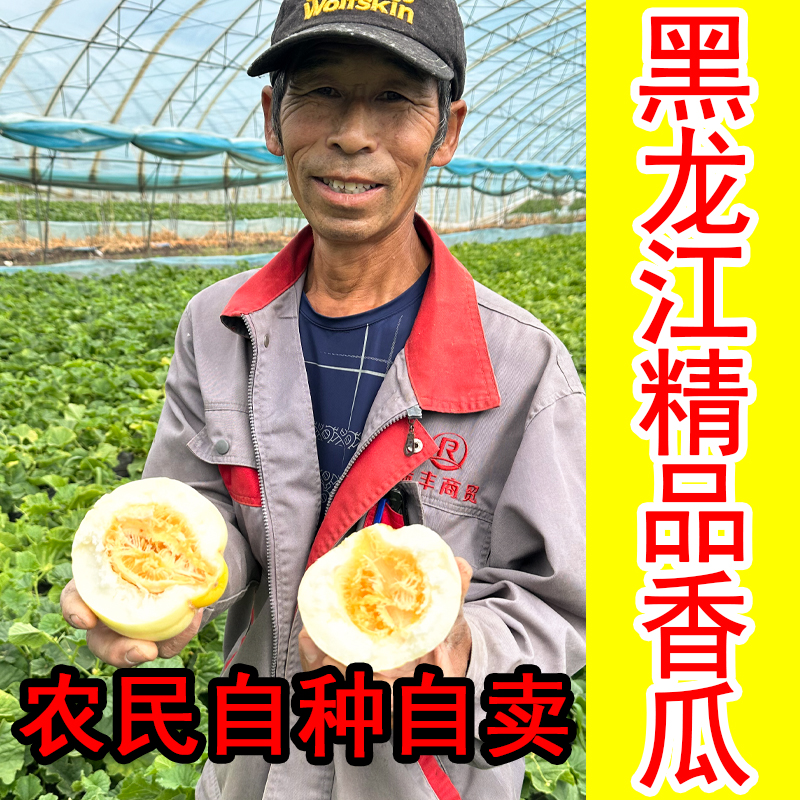 1东北香瓜黑龙江大地香瓜新开园头茬香瓜现摘现发白糖罐甜瓜新鲜