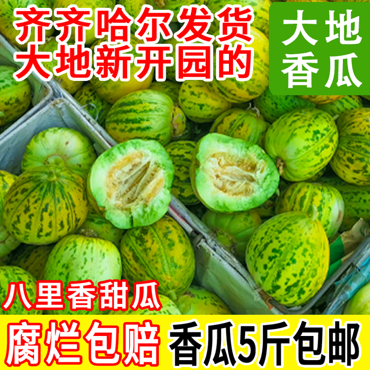 东北香瓜花姑娘香瓜八里香香瓜现摘现发大地香瓜白糖罐黑龙江特产