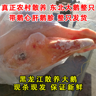 东北新鲜大鹅现杀现发黑龙江正宗散养大笨鹅整只整只包邮依安白鹅