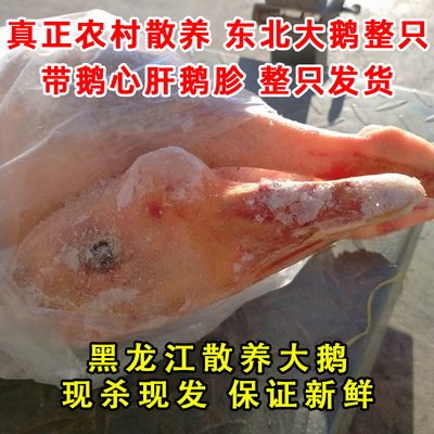 东北散养大鹅整只发货新鲜正宗