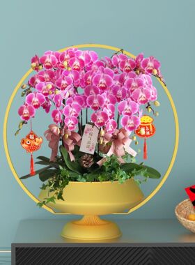 新中式蝴蝶兰花盆花架仿真植物花盆简约轻奢年宵花盆栽摆件大号