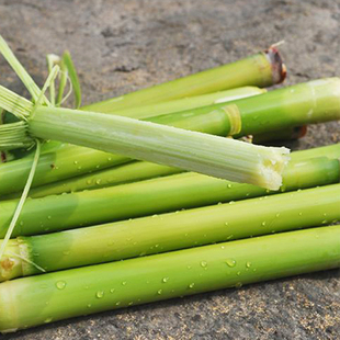 甜高粱杆种子春季四季北方甜杆秸子甜棒小甘蔗种甜芦粟种籽水果种