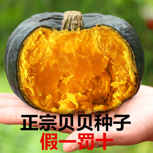 假一罚十正宗贝贝南瓜种子甜粉糯