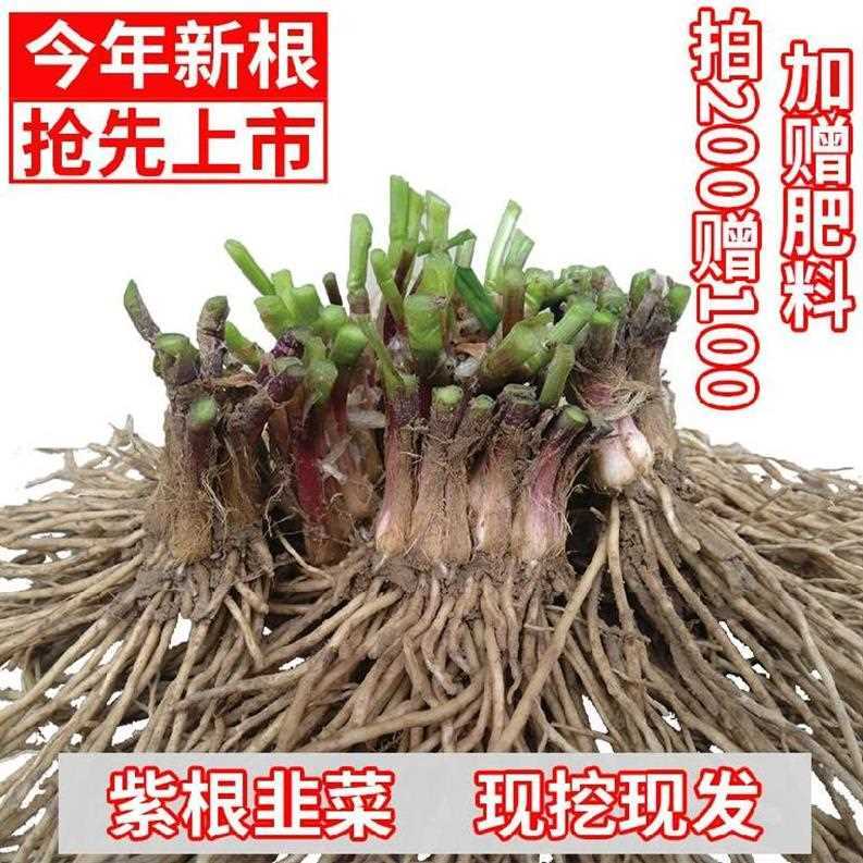 紫色韭菜根根儿四季野韭菜小叶红根黄韭蔬菜宽叶新鲜绿萝种苗现