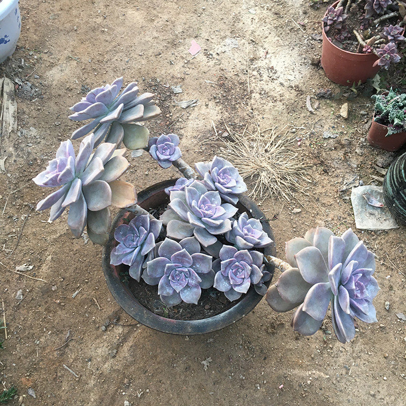 多肉紫乐老桩悬崖好养植物景天科超大颗木质化大老桩阳台庭院盆景