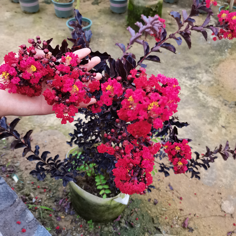 丹红紫叶紫薇花盆栽庭院阳台种植风景树名贵美国红花红叶紫薇树苗-封面