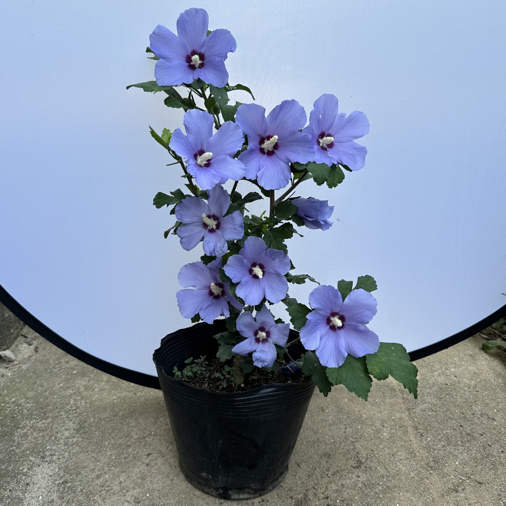 大花多花木槿花期长耐寒耐晒